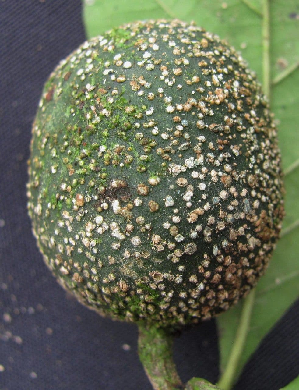 Randia spinosa 4
