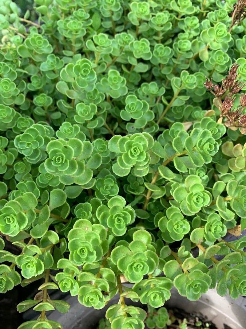 Sedum ternato 15