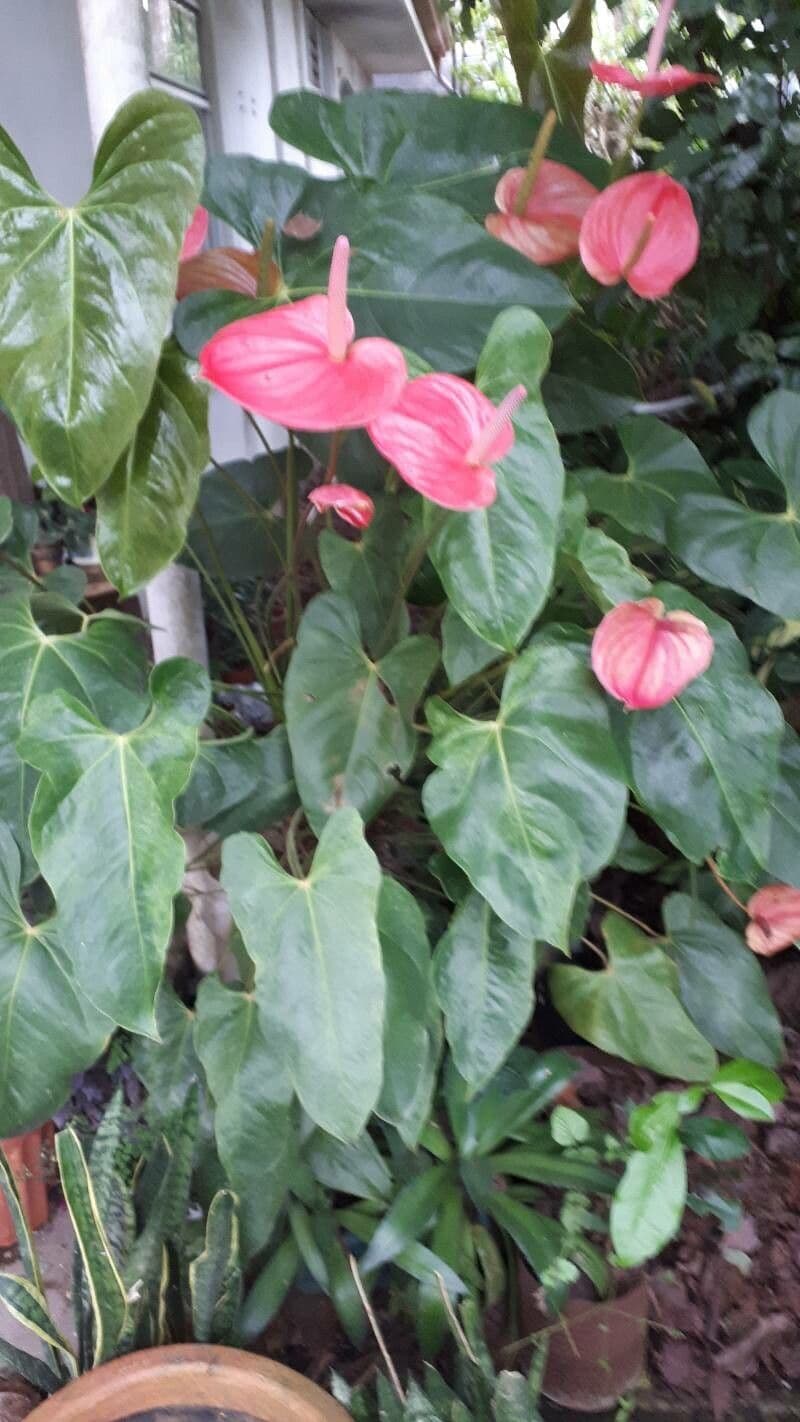 Anthurium 5