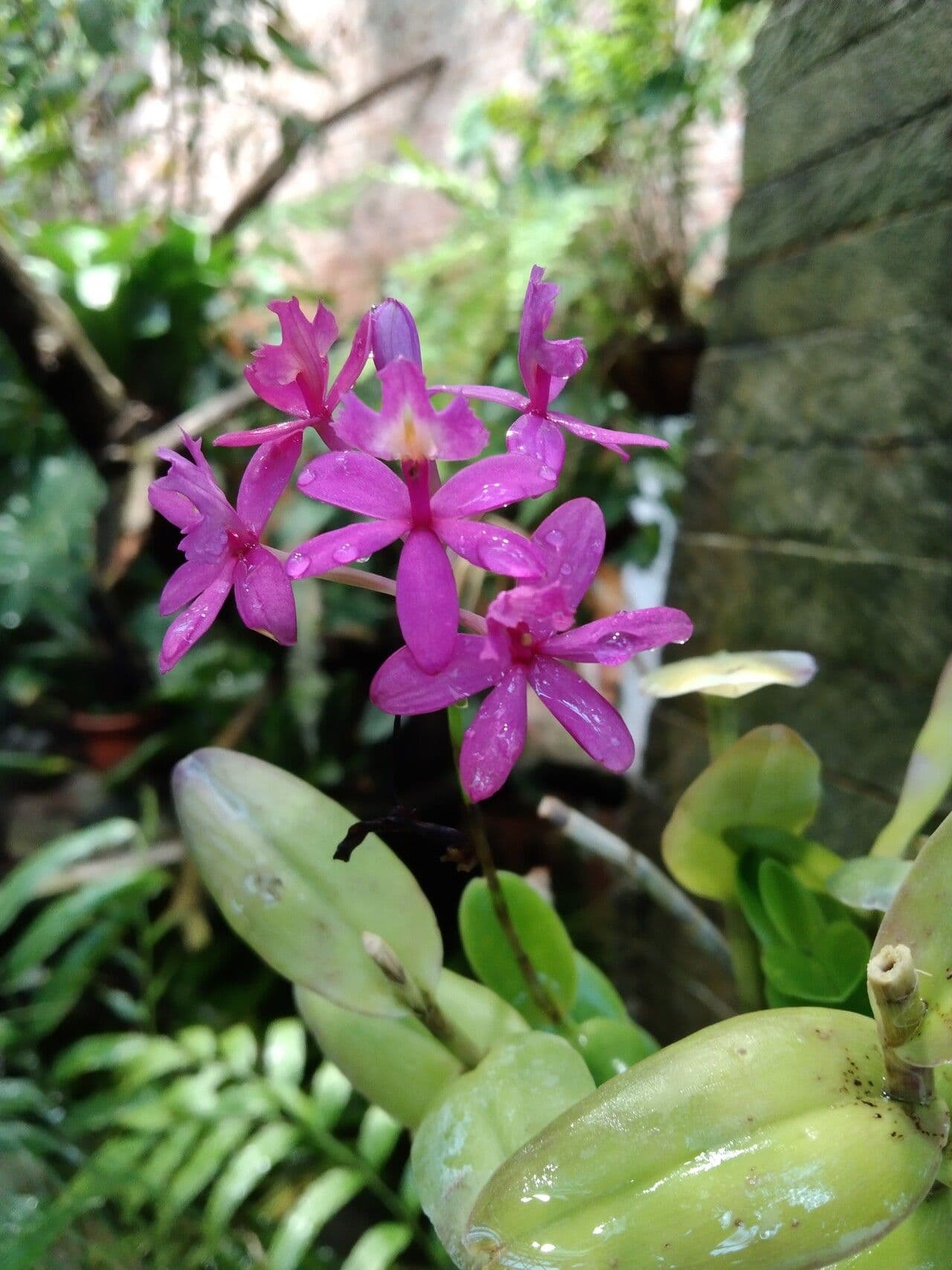 Epidendrum