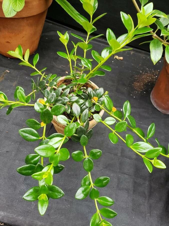 Nematanthus 7