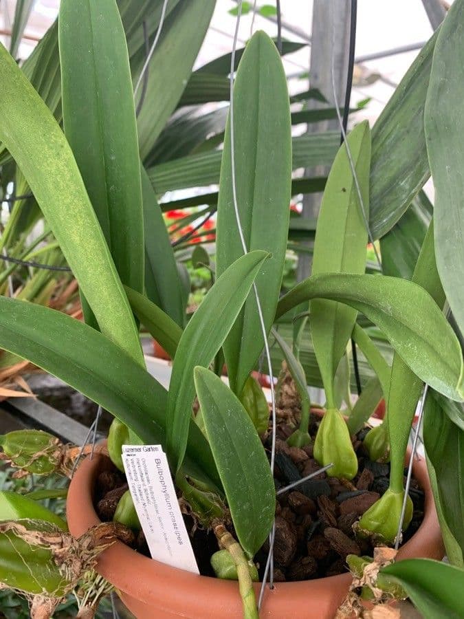 Bulbophyllum 2
