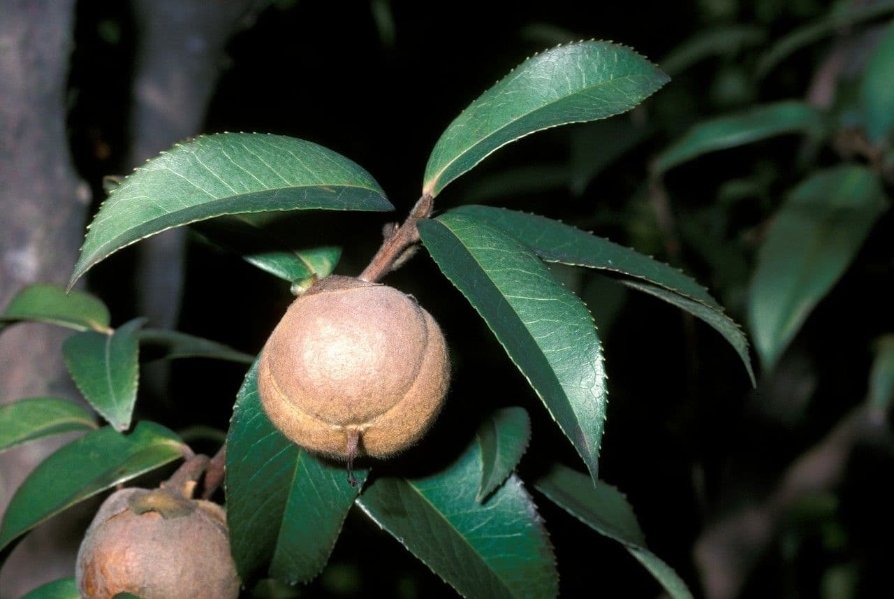 Pyrenaria 5