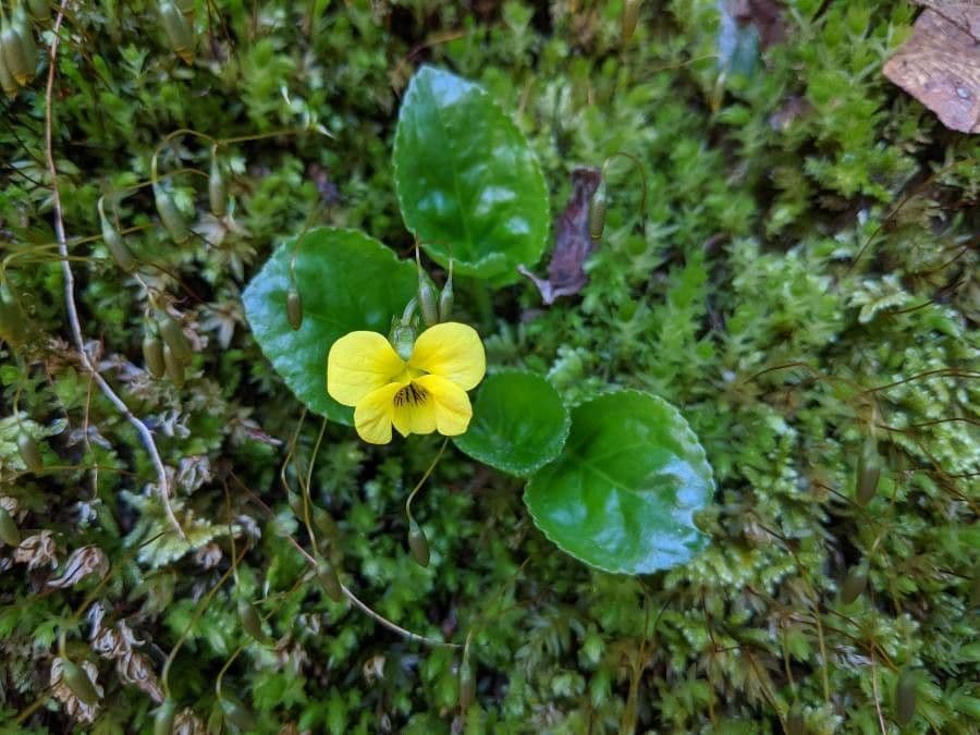 Viola 5