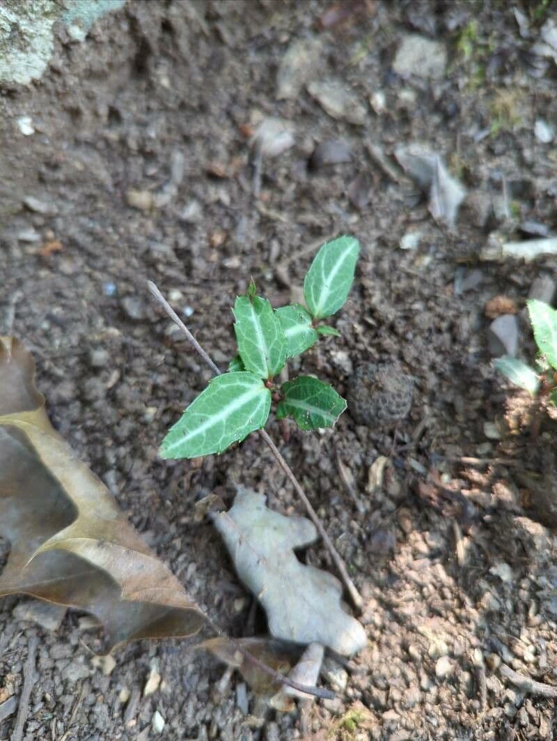 Chimaphila macchiata 17