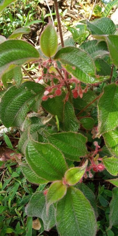 Miconia 9