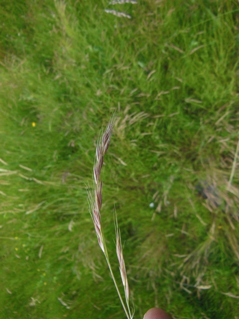 Paléo bromoide 8