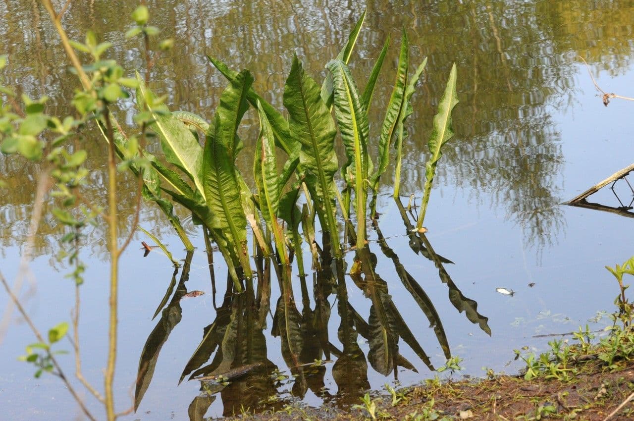 Fluss-Ampfer 11