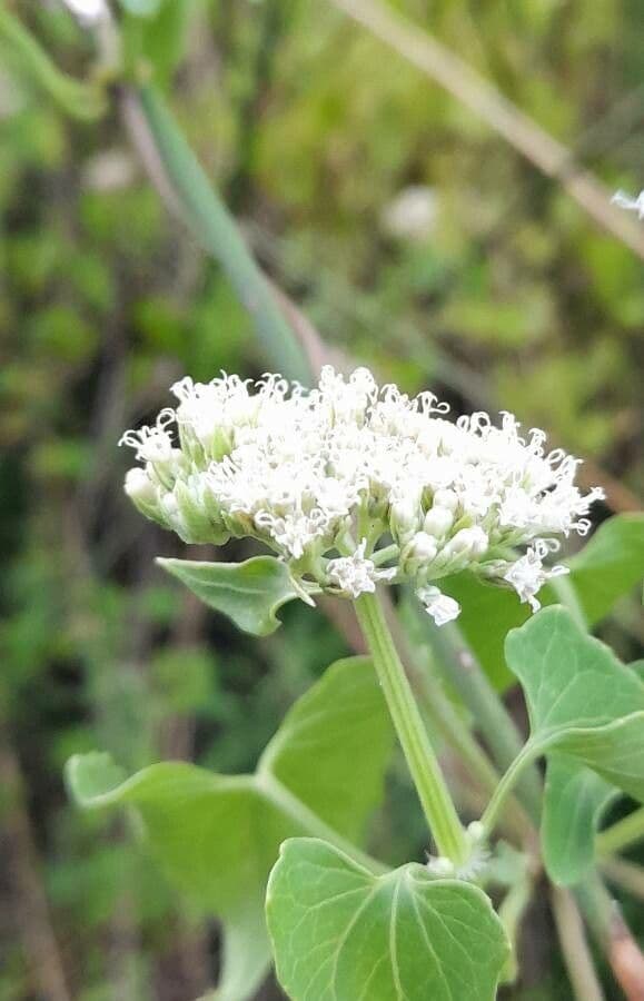 Mikania periplocifolia 2