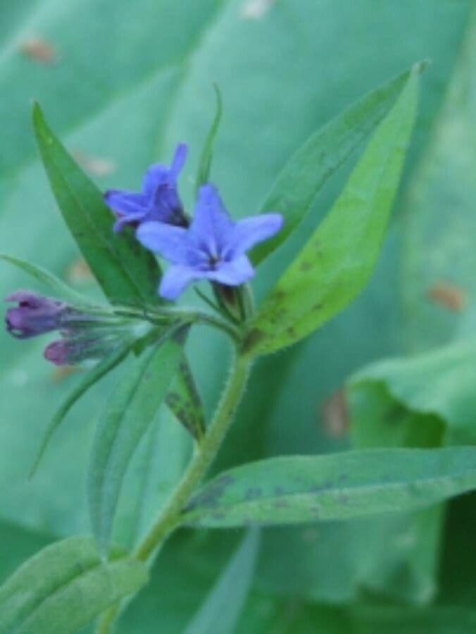 Aegonychon