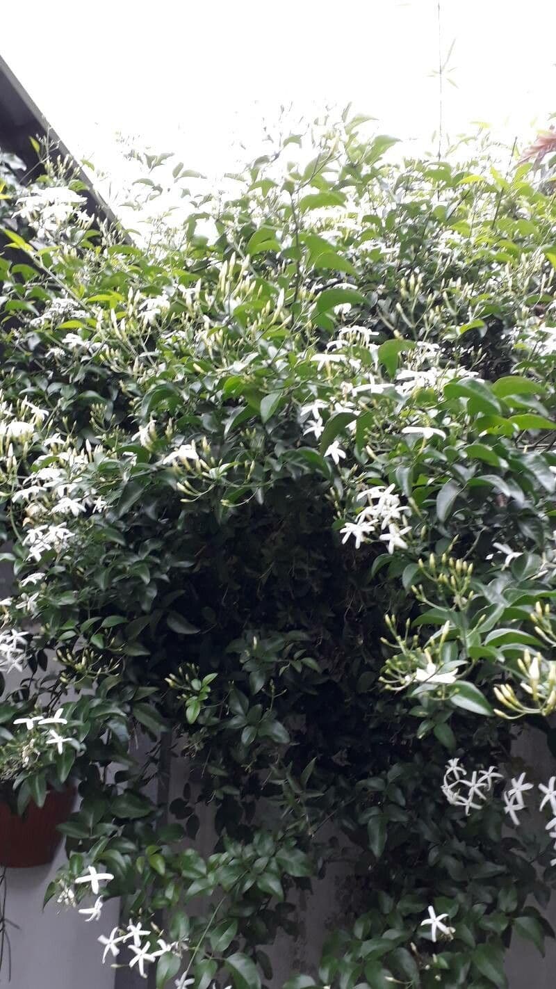 Jasmin 5