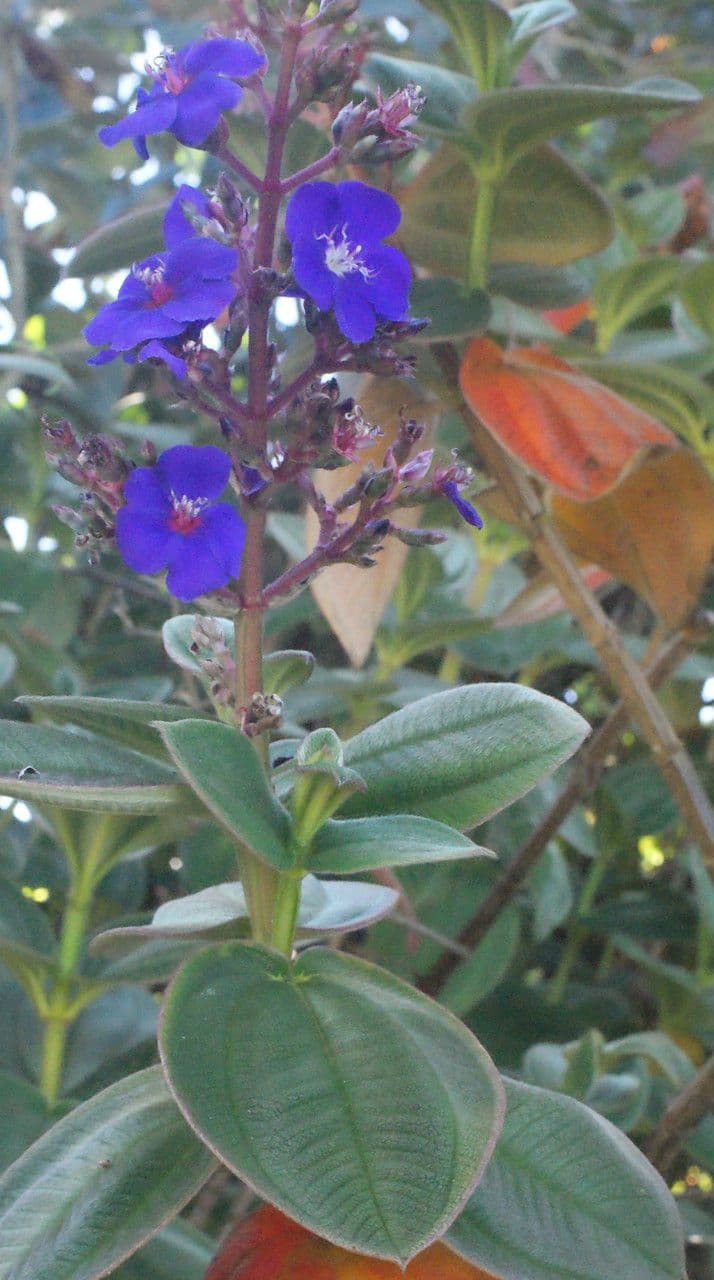 Flor de princesa 27