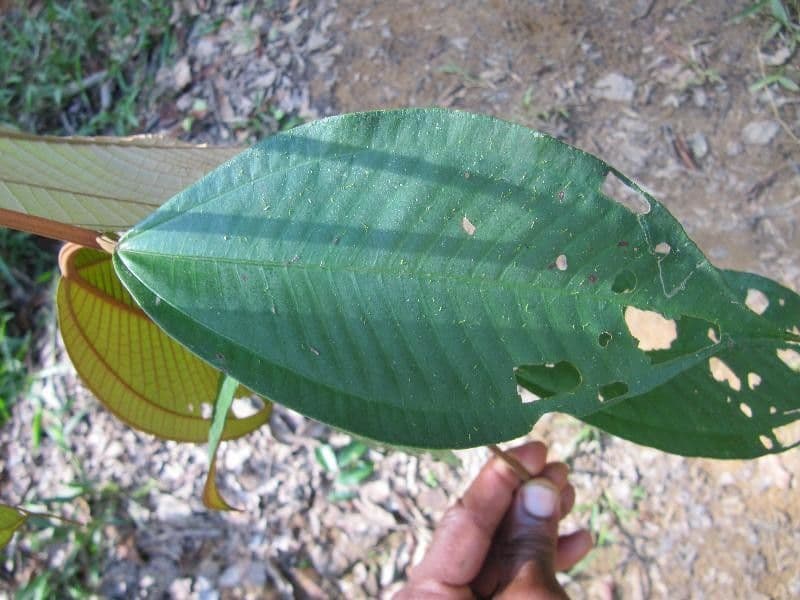 Miconia elata 10