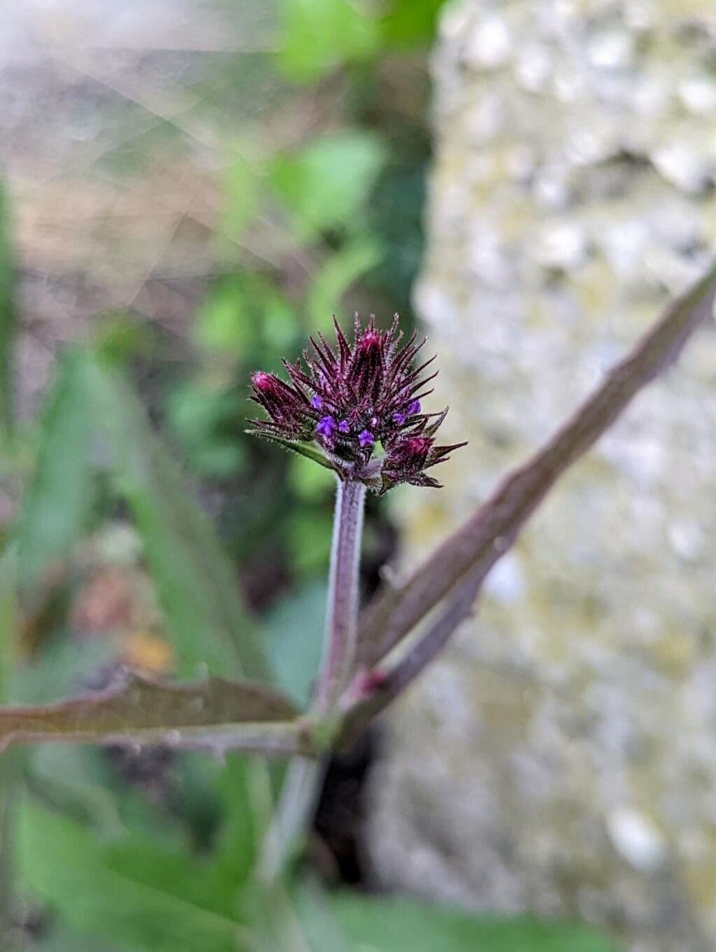 Verbena rigida 30