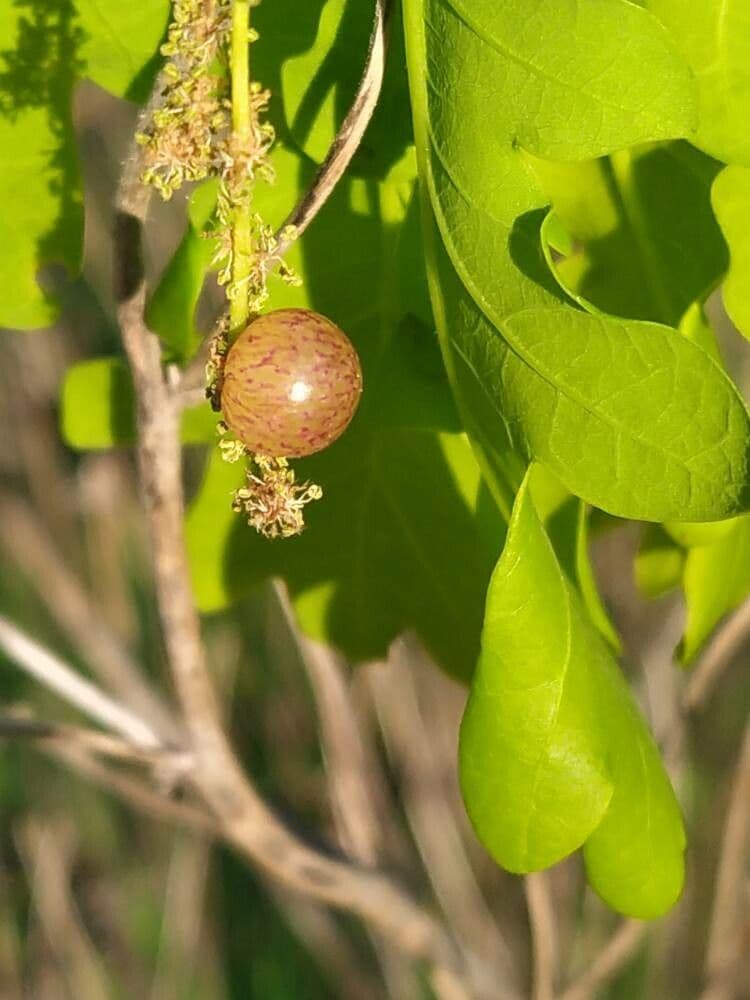 Flakurtie 8