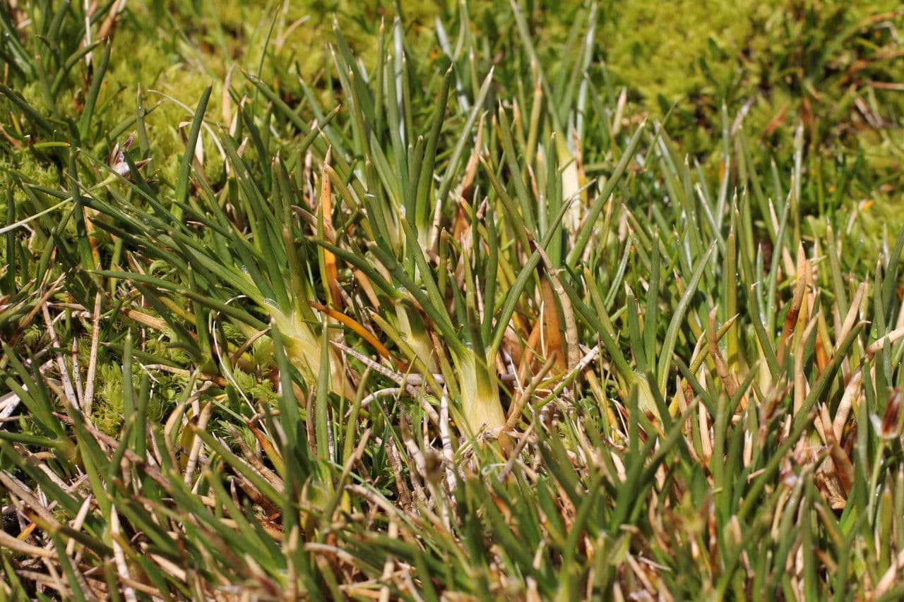 Oxychloe andina 9