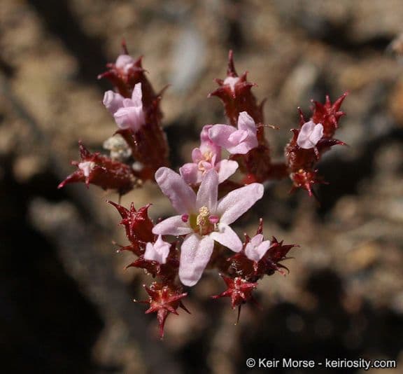 Chorizanthe staticoides 2