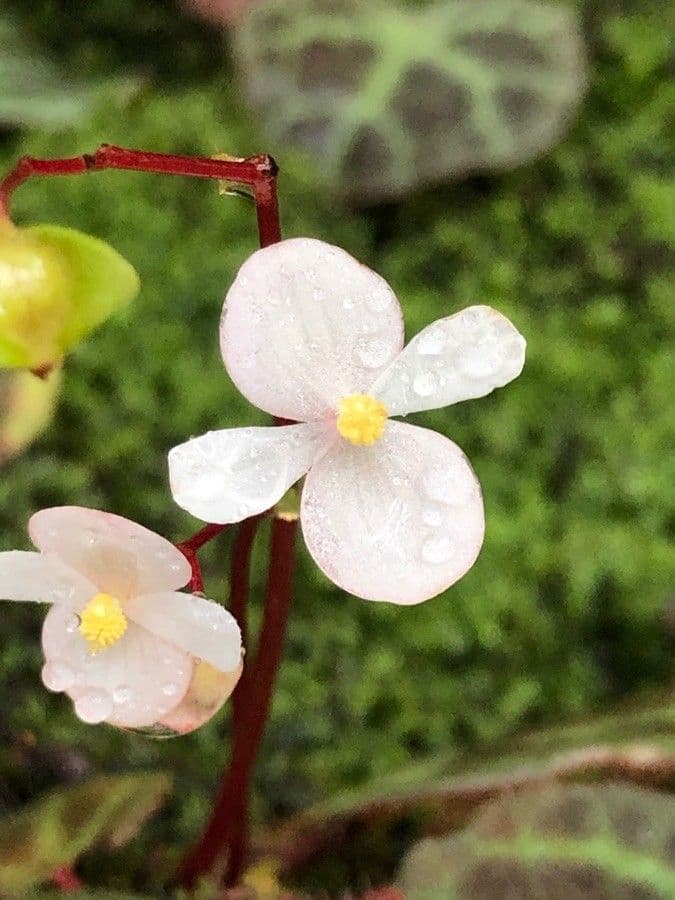 Begonia 5