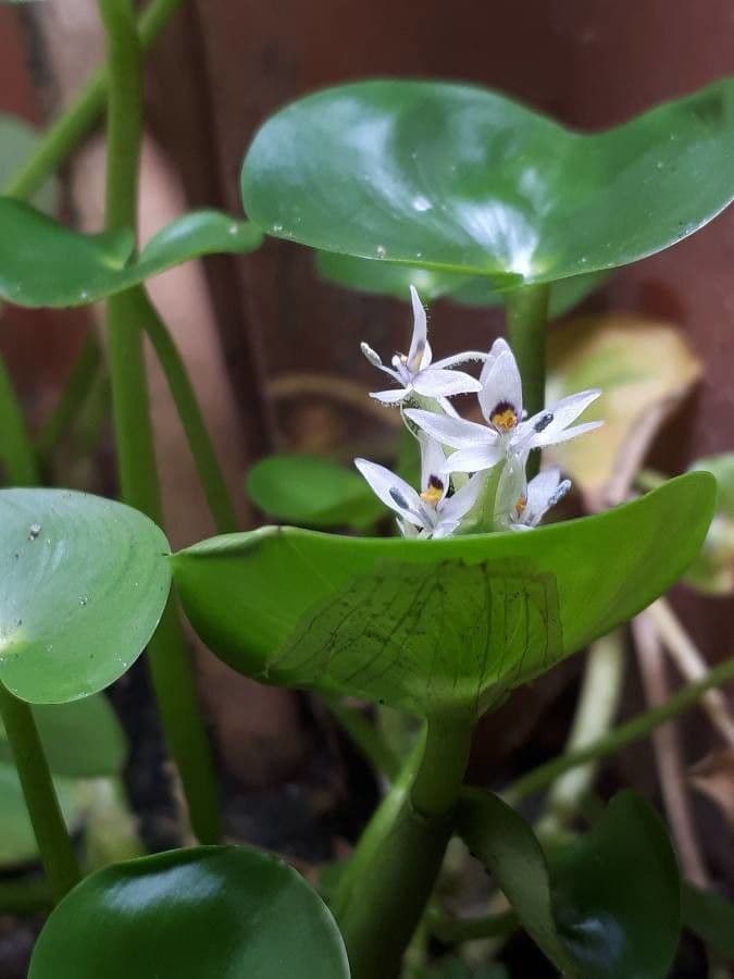 Heteranthera 3