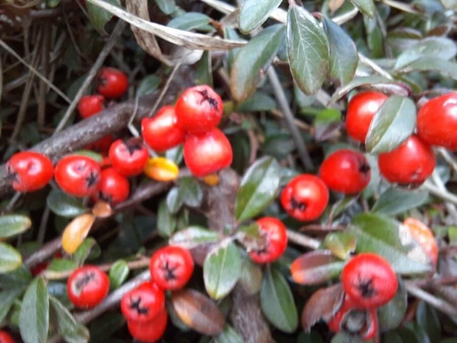 Cotoneaster di Dammer 5