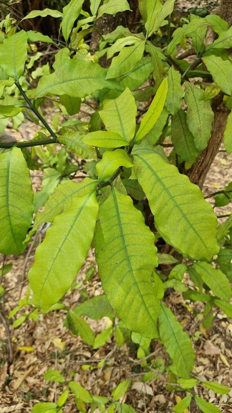 Tabernaemontana 15