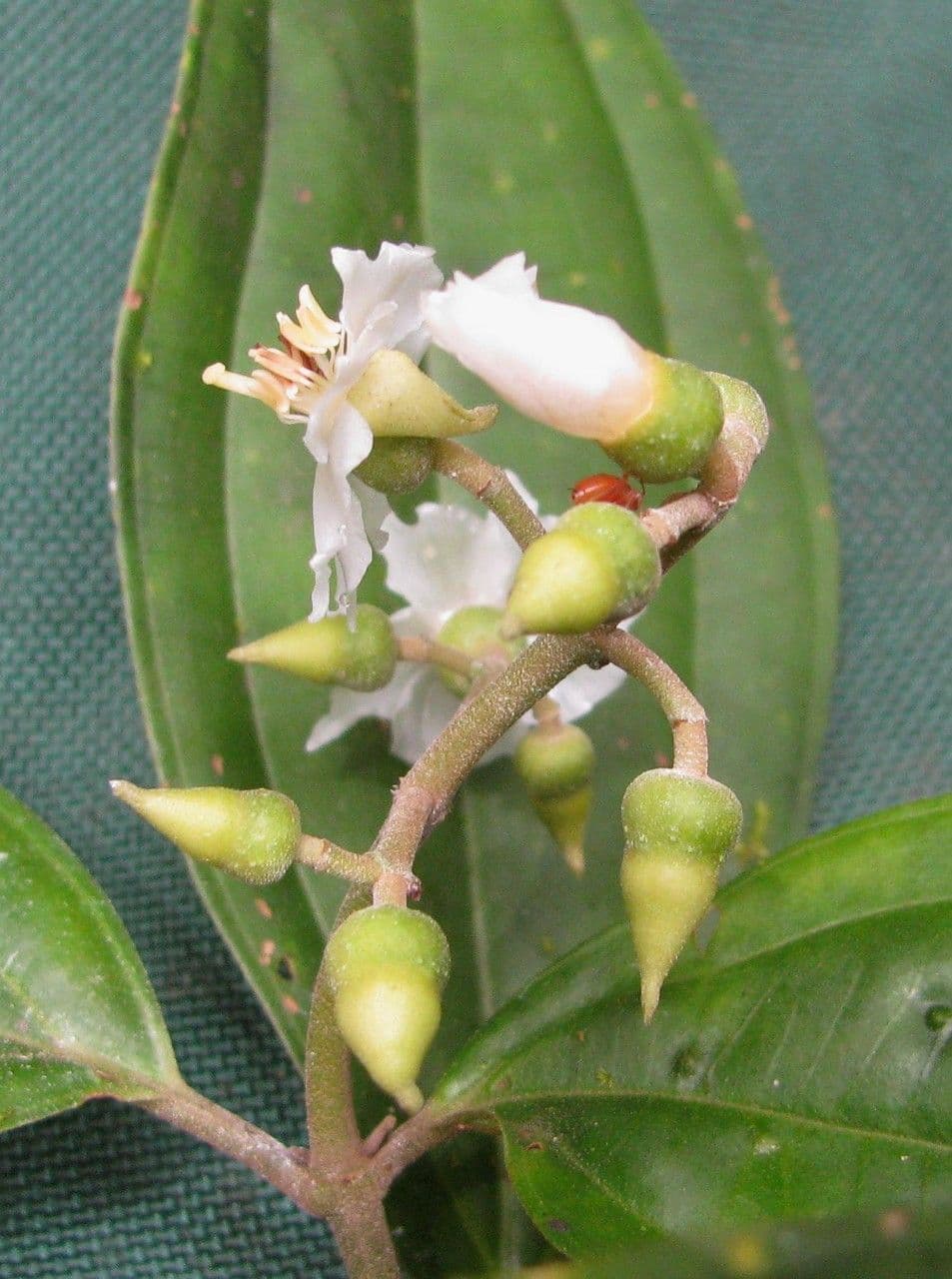 Miconia