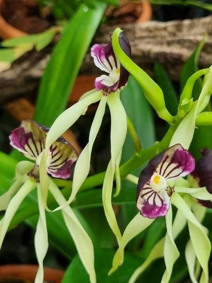Orchidea conchiglia 3