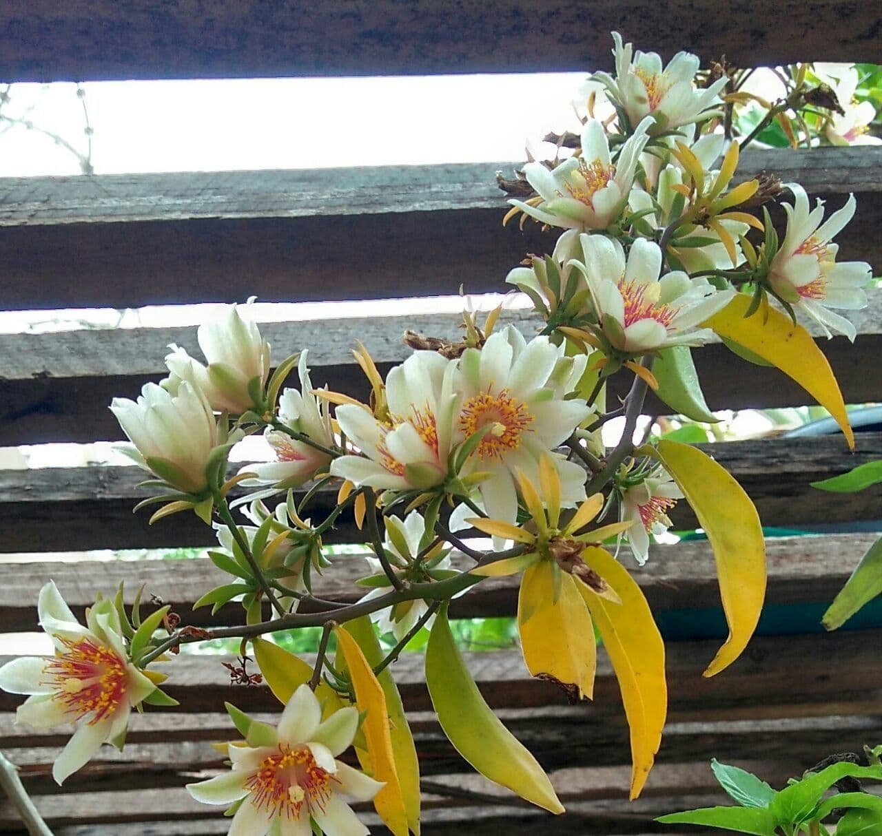 Pereskia 7