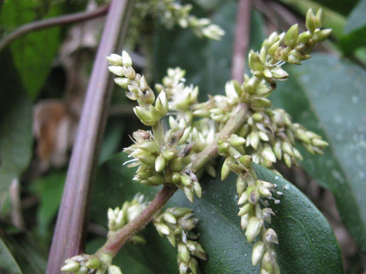 Chamissoa 2
