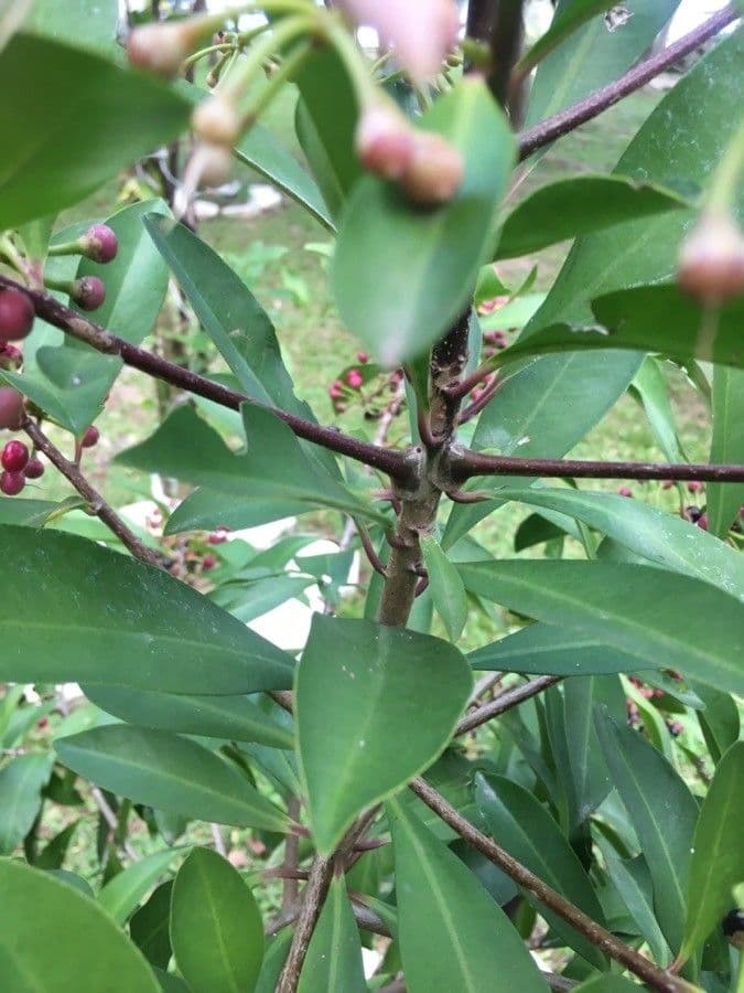 Ardisia eliptická 23