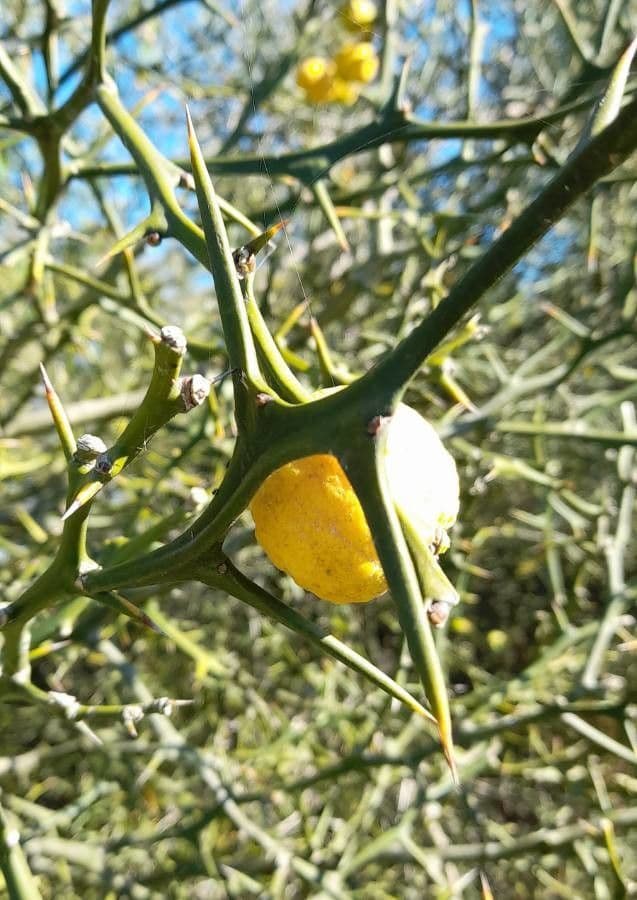 Arancio trifogliato 27