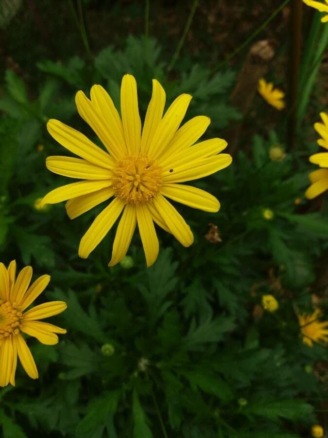 Gold-Euryops 4