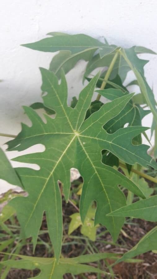 Papaya 20