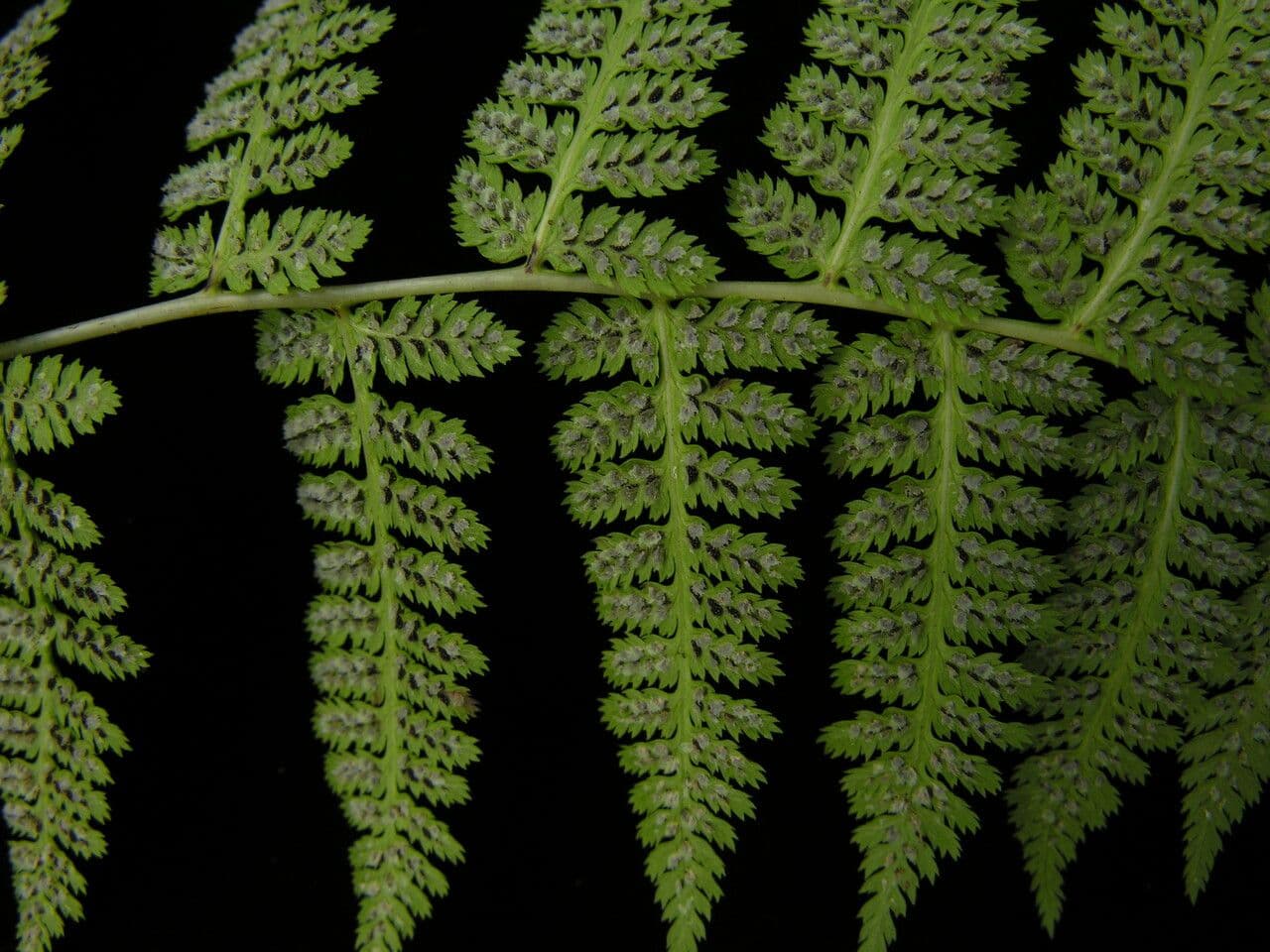 Athyrium 4