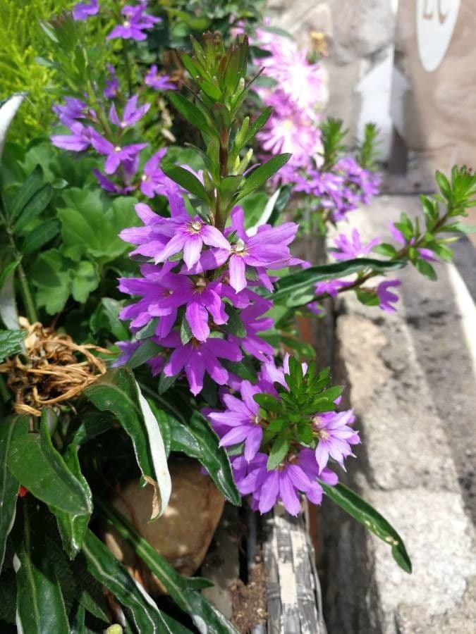 Lythrum junceum 5