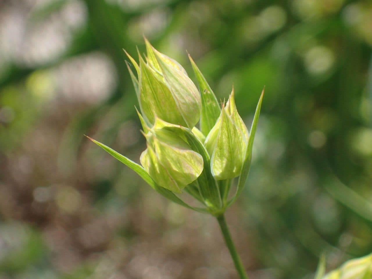 Bupleurum di Balden 4