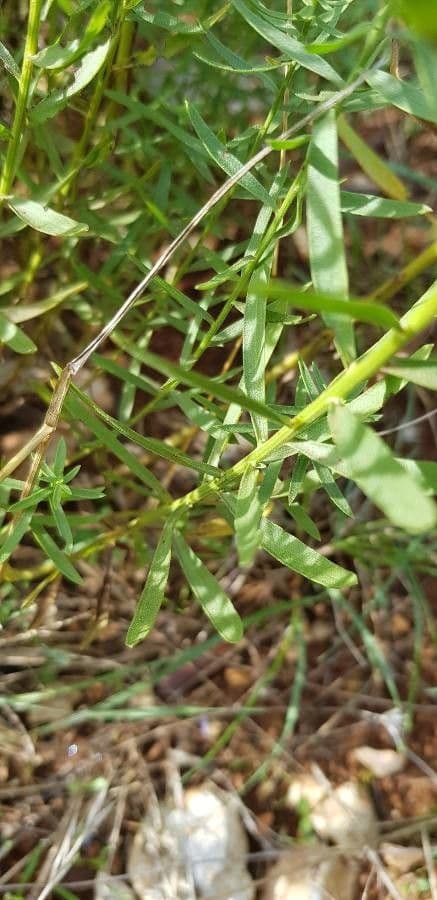 Galatella sedifolia 13