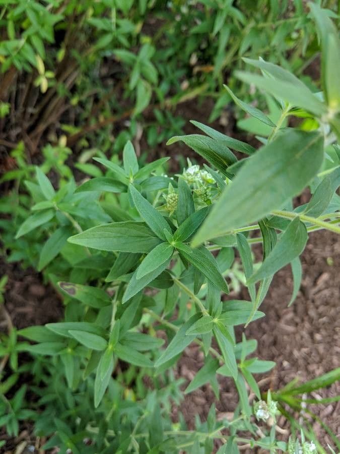 Pycnanthemum verticillatum 15