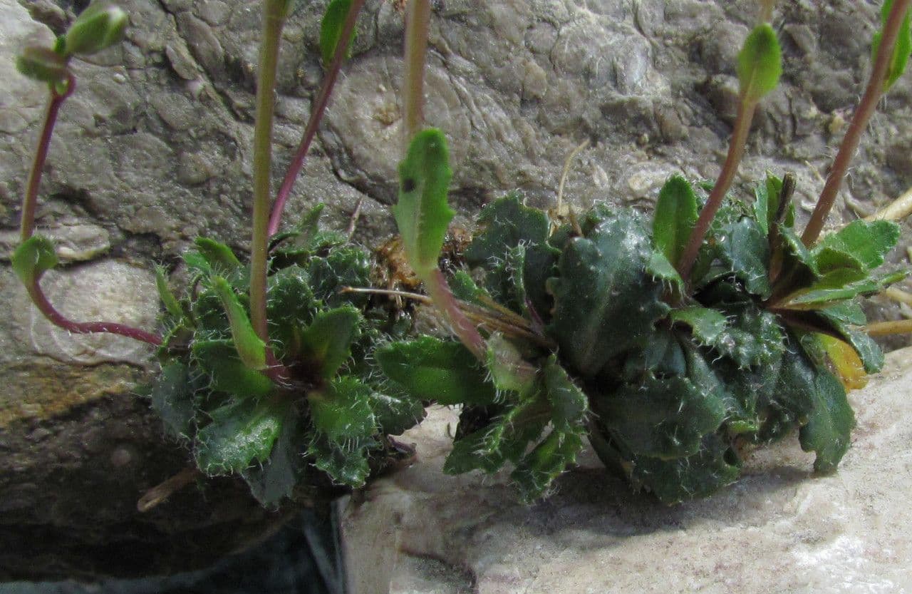 Arabis scabra 12
