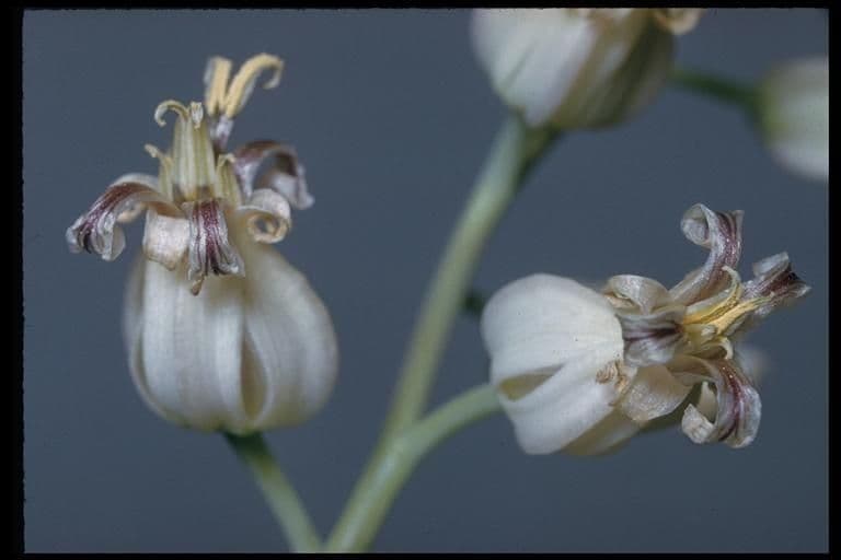 Streptanthus tortuosus 10