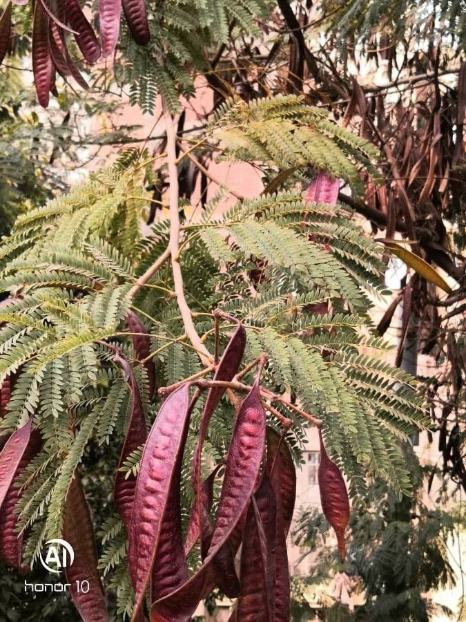 Leucaena 27