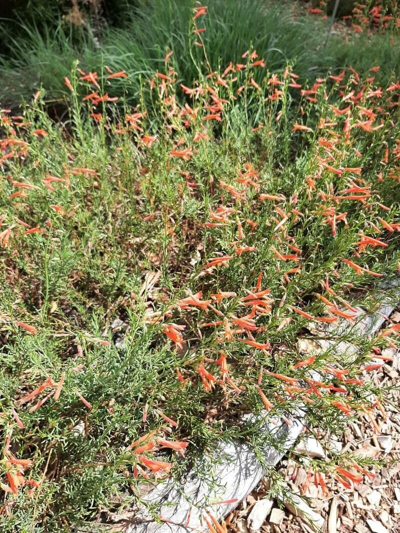 Penstemon 7