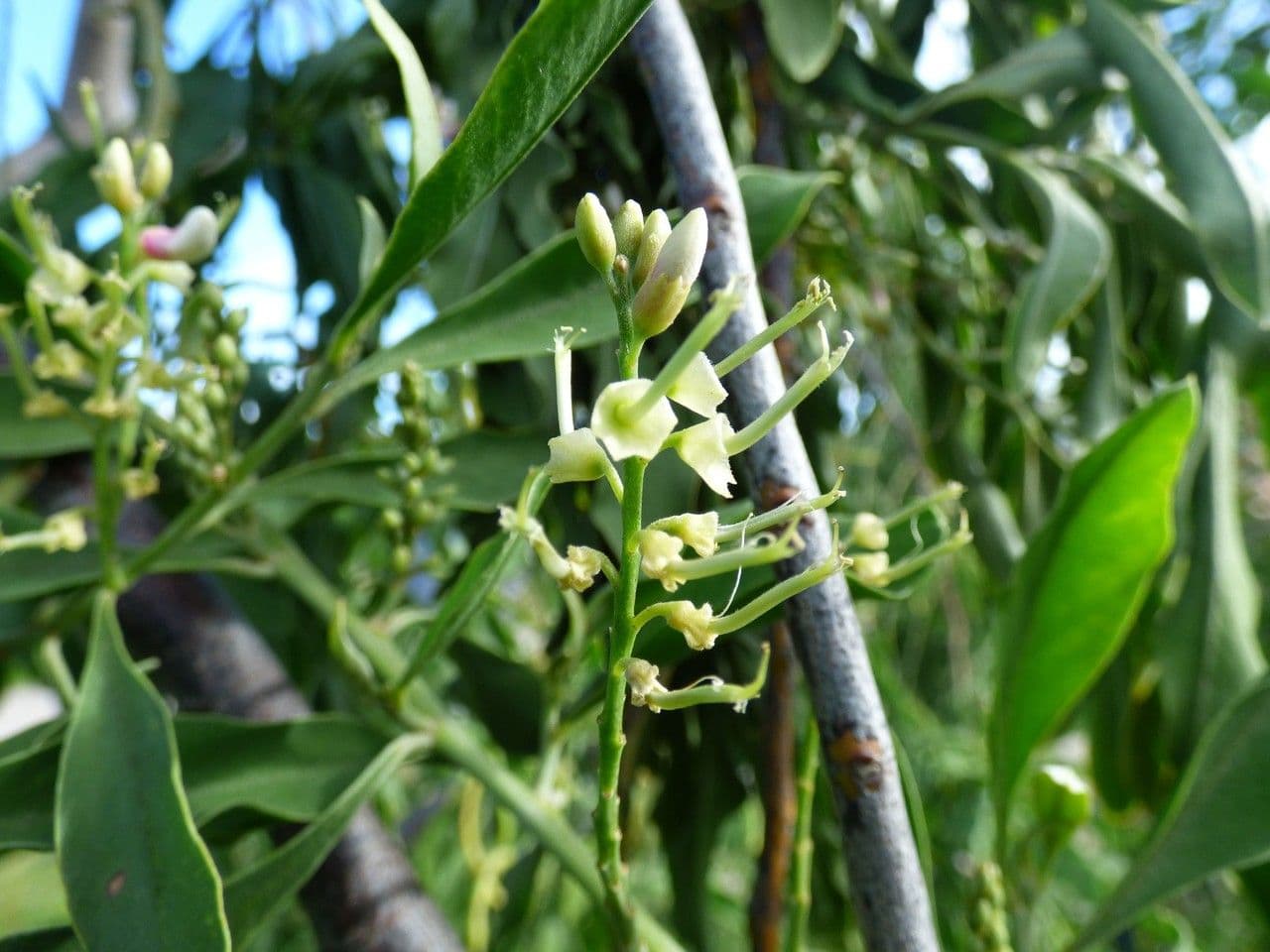 Indaco 5