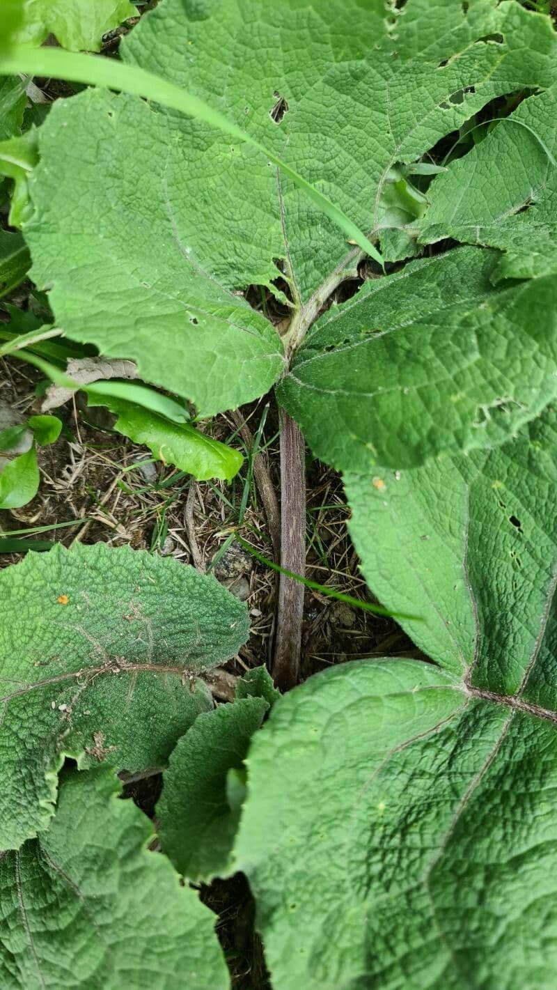 Bardana selvatica 21