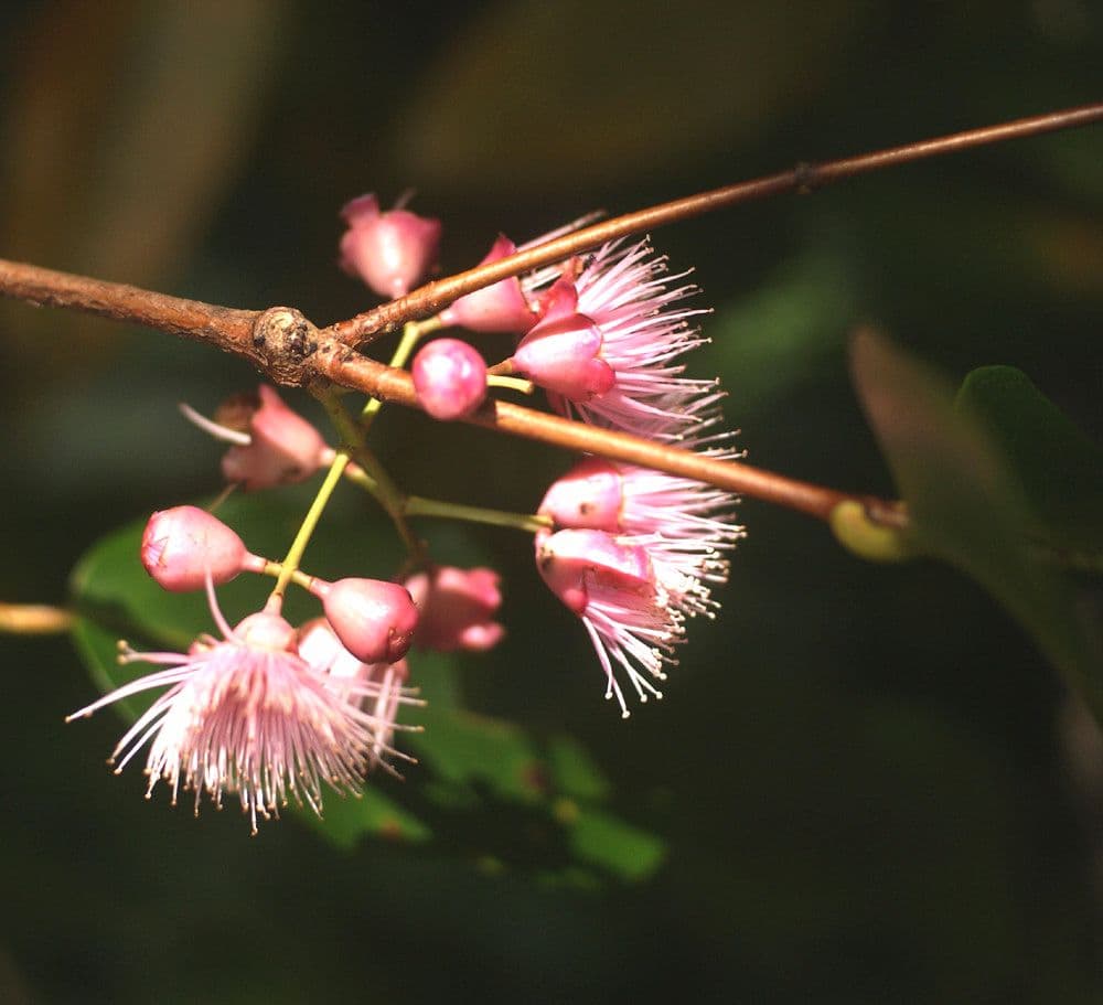 Syzygium 7