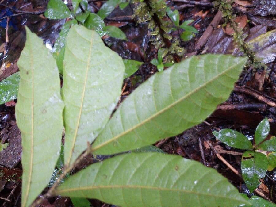 Cupania 2