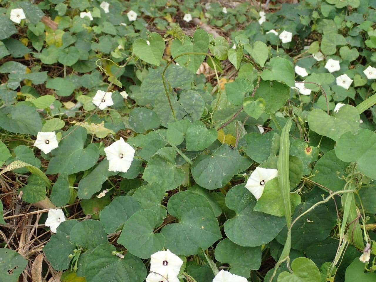 Ipomoea tmavá 14