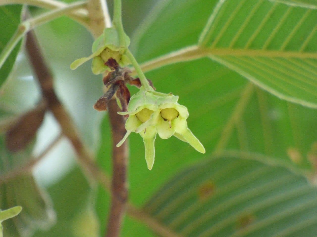 Dipterocarpus