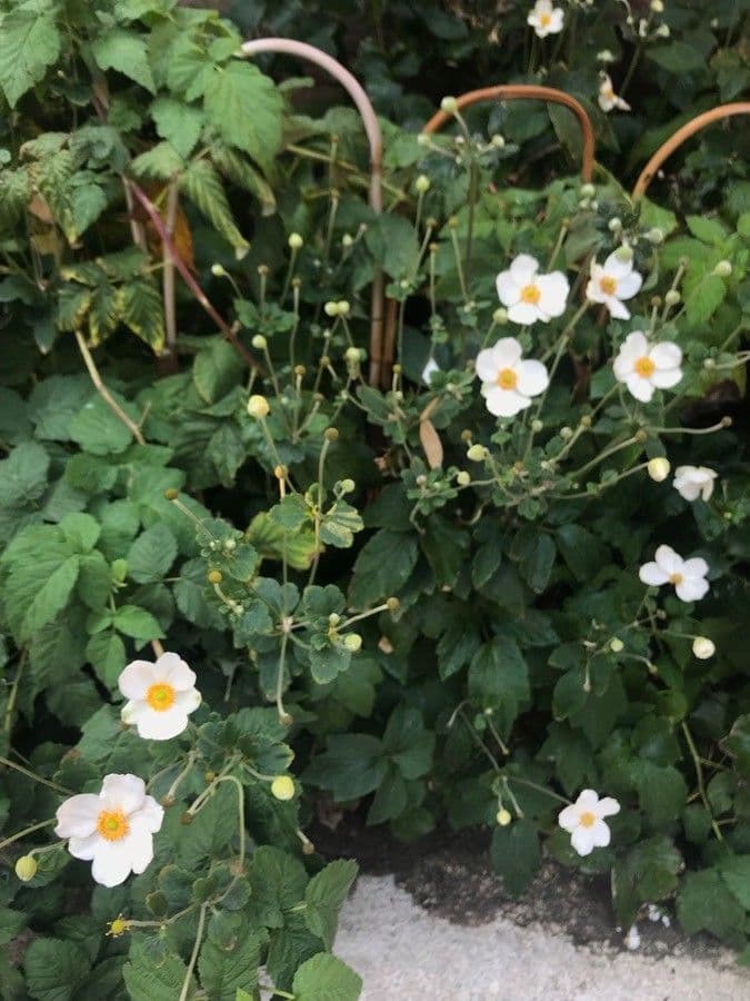 Baum-Anemone 4
