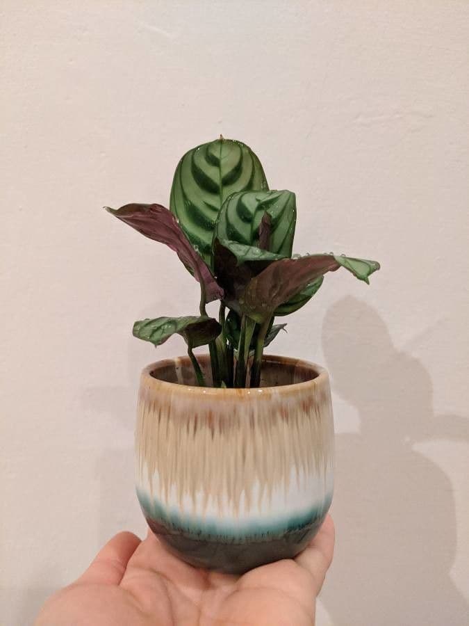 Ctenanthe 4
